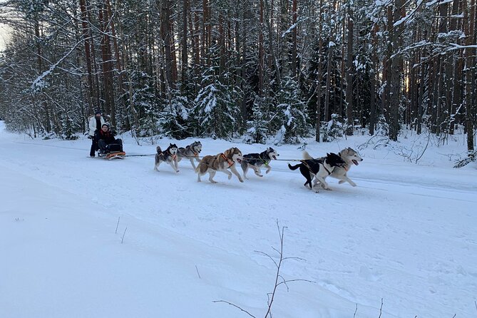Ultimate Husky dog sledding experience in Latvia - Private tour from Riga - Meeting the dogs before the ride